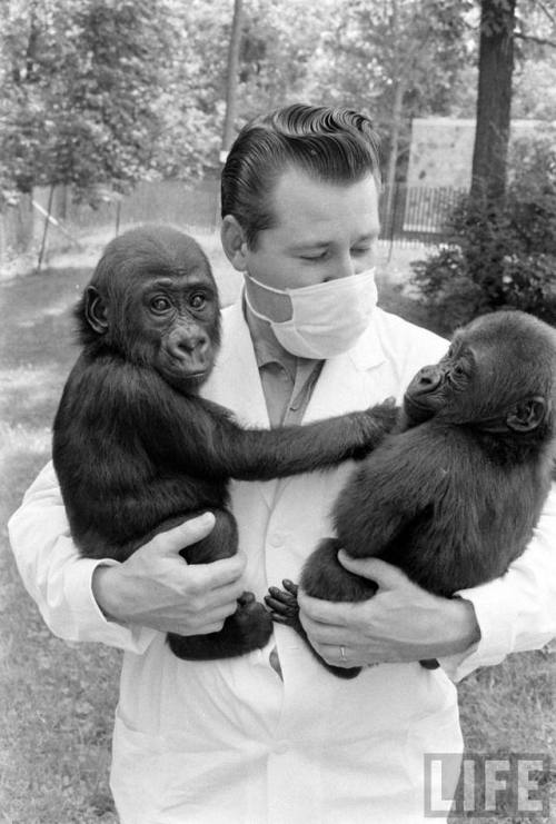 Baby gorillas at the Milwaukee County Zoo(Stan Wayman. 1960)