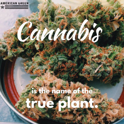 americangreenusa:  The term “marijuana”
