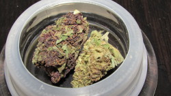 whiskey-whitewidow:  Purps and Lemon Haze