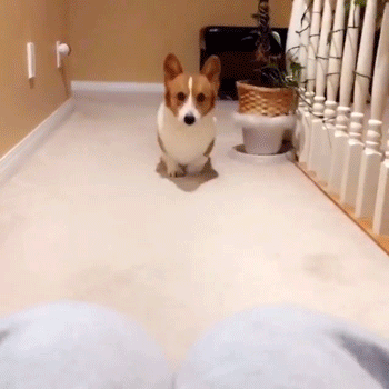 Cute Corgi Puppy Tries to Climb Up The Stair animated gif