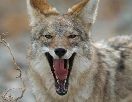 llbwwb:  The Coyote’s Smile by Kristen Bjornsson.