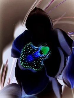 flowersgardenlove:  Black Orchid ~ Miks’