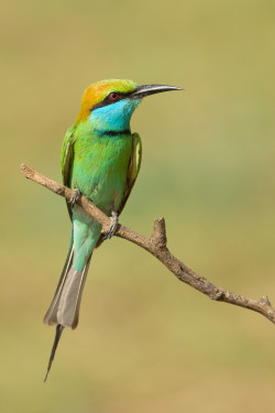 llbwwb:  (via 500px / Green Bee-eater by