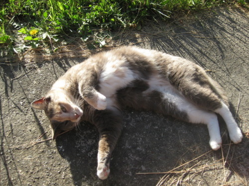 my-life-is-spooky:sunshine kitty