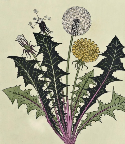 clawmarks:Etude de la plante - Maurice Pillard Verneuil - 1903 - via Internet Archive