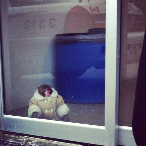 Ikea monkey safe, but ‘having a bad day’
“Monkey was wearing coat, diapers”