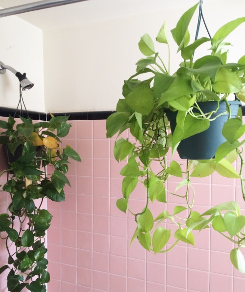 baby-honeybear: pohaberry: how to: turn your shower into a rainforest ig: amayajeane ~