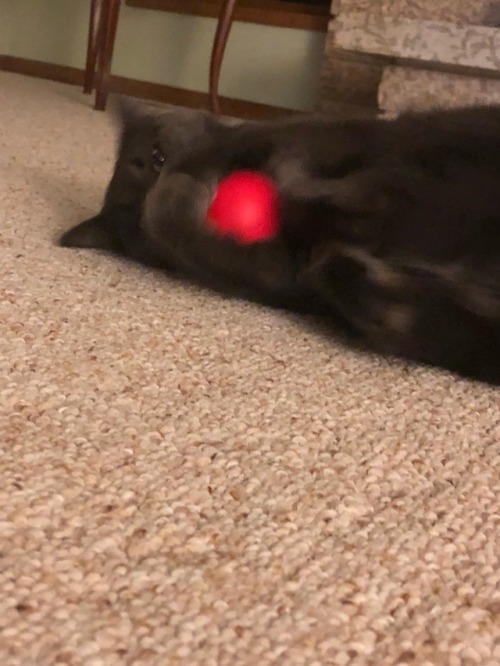 a-good-cat-named-charlotte:Here she is playing with a stress ball, she looks so heartbroken when she