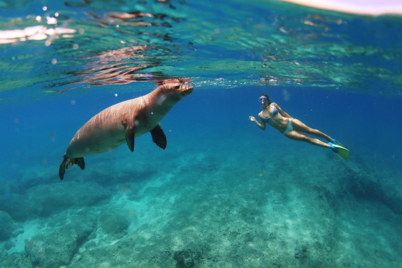 emesre:keeks gettin a little friendly with the monk seal