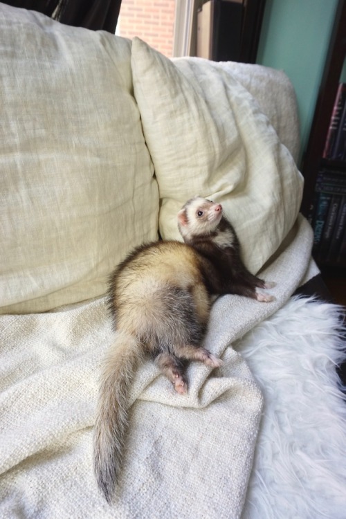 the-book-ferret: floof