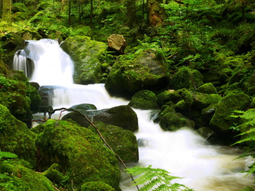 blackforestnature: A lot of water in the Teichbach creek after heavy rainfall. #1