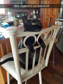 tastefullyoffensive:  Cat fits. Cat sits.