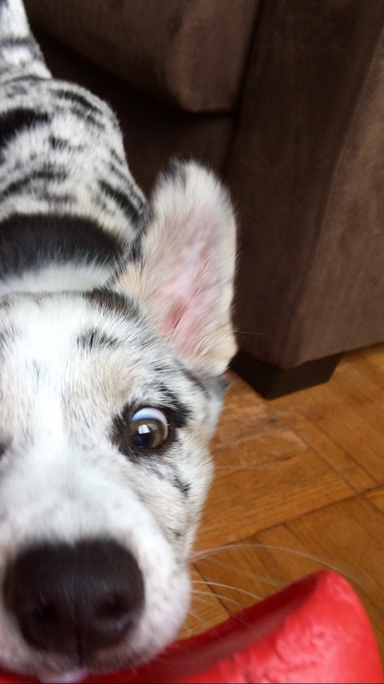 She's An Actual Gremlin