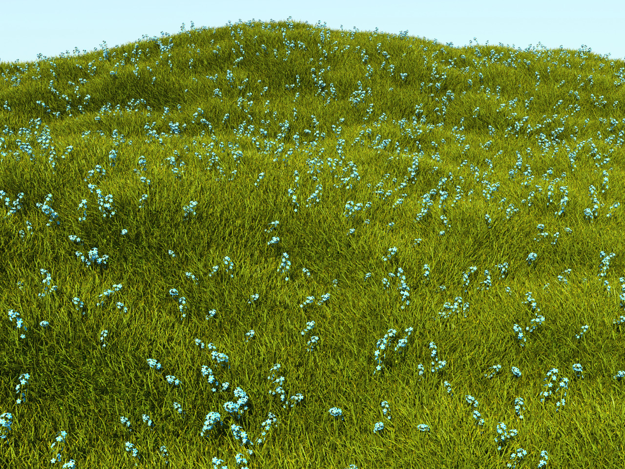 Clear grass. Трава зеленая с белой плоской.