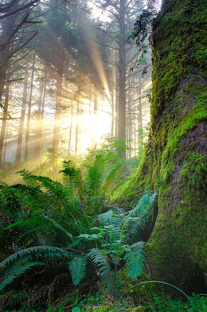 x-enial:  Pacific coast forest - Oregon, USA by Peter Carroll