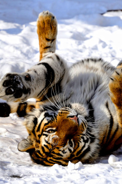 wolverxne:  Tiger Rolling in the Snow ~ by: