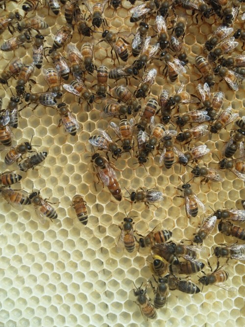 This is one of our most productive honey bee queens, she is currently laying about 2,000 eggs per da