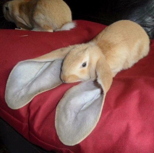 forest-of-stories:indigobluerose:that is too much ears@dotjpg