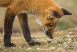 Beautiful-Wildlife:  Flower Sniffer By Henrik Nilsson 