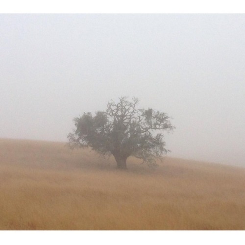 #fog #California #earlymorning #tree #atwhatexpense