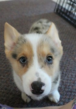 cute-overload:  I have always wanted a corgi