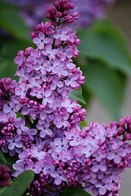 cats-and-stuff:Lilacs on Flickr.Ah! I can almost smell them!Can’t wait for spring.