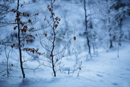 te5seract:frozen harmonies I, frozen harmonies III &frozen harmonies II  byWolfgang Schrittwiese