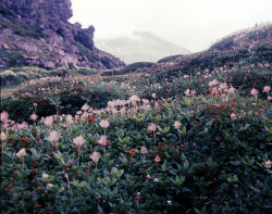  Mountain Flowers by threepinner 