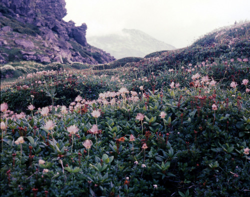 ohh-c0mely: Mountain Flowers by threepinner