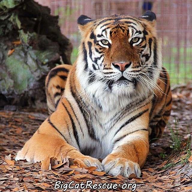 Download Big Cat Rescue Amanda Tiger Is A Pretty Tiger But She Can Be Very