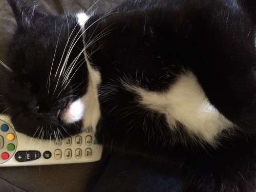 drakes-eyebrows: Tenshi is being a couch potato and fell asleep on the remote