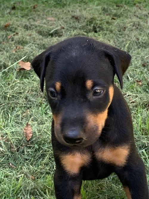 Im Making A Post About My Seven Puppies Named After Monsta X Bc Everyone Needs To Meet Them And You Cant