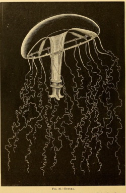 tentaclegarden:  nemfrog:Fig. 16. Eutima.