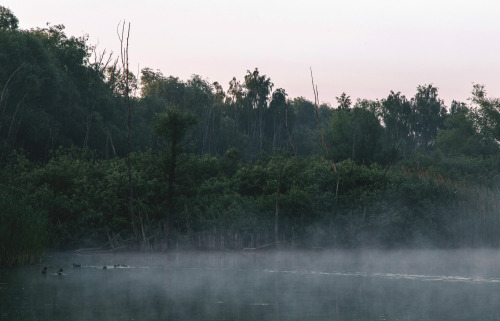 dennybitte:  summer fog by Denny Bitte 