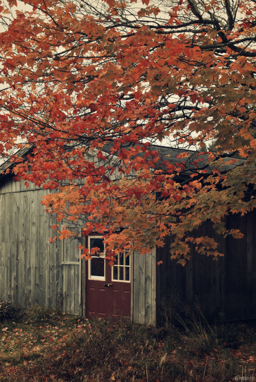 wolfsweet:Foggy autumn around my home. I have been waiting all year for this!