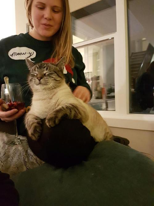 cutekittensarefun:My Cousins cat and my Christmas shirt lined up almost perfectly.