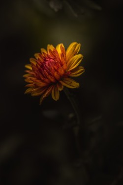 doubleborja:  Stand And Shine by paulbarson