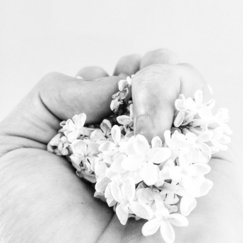 halosydnes:White Lilac 15/05/2016