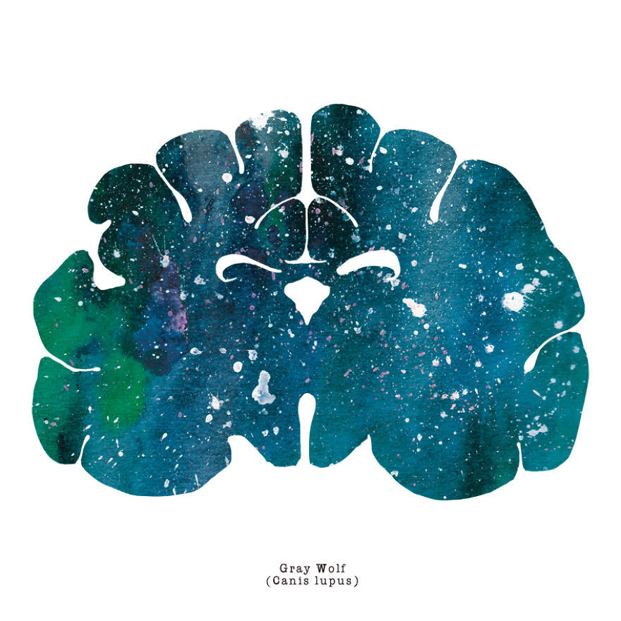 artagainstsociety:  Watercolor Animal Brain Paintings by J. Sayuri