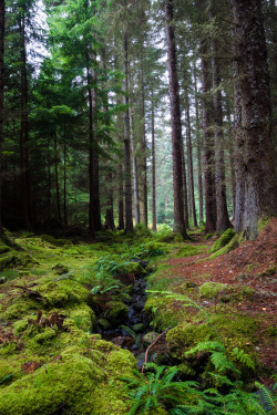 de-preciated: Farigaig Forest by ChrisDale on Flickr. Source - (http://flic.kr/p/peJskh) Taken during a walk through Farigaig forest off the shore of Loch Ness.  It’s a managed pine forest, so not native and not great for wildlife, but what covers a