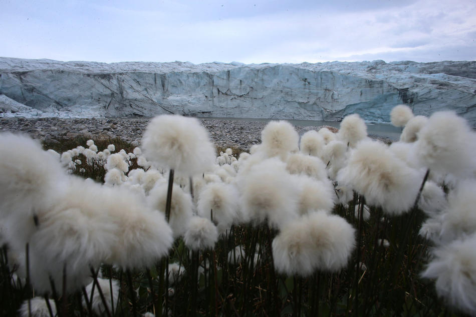 alert:  hurtlamb:  Blooming flowers are seen near the glacial ice toe on July 14,