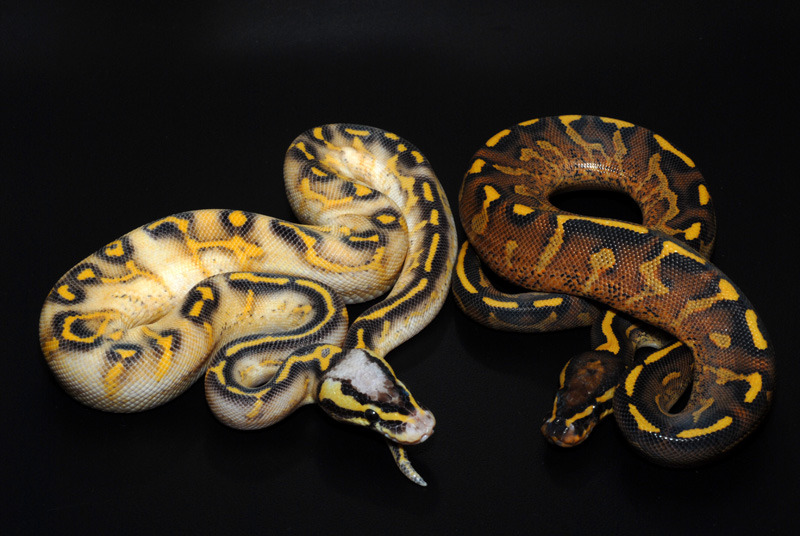 fuckyeahballpythons:  Pastel Highway on left compared to a Super Gravel on the right