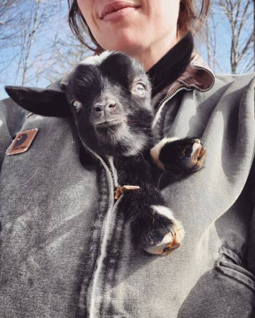 everythingfox:“There’s a goat in my coat!”(Source)