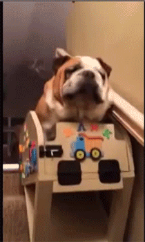 sizvideos:  Hank the Bulldog and His Custom