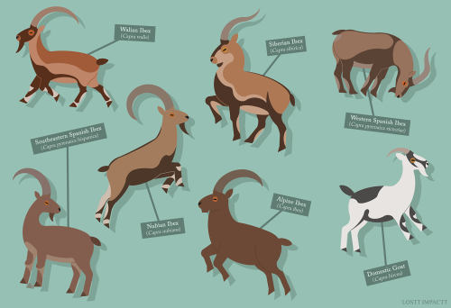 Bovidae (Antelopes, Cattle, and Goat-Antelopes)*not every single recognized species and subspecies i