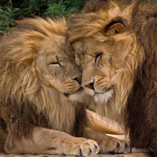 beautiful-wildlife:Brotherly Love by Denise Atkins