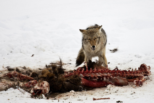 brutalgeneration:  Hungry?? by Amy Galbraith Photography on Flickr. 