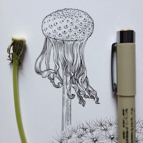 noelbadgespugh:  jellyfish
