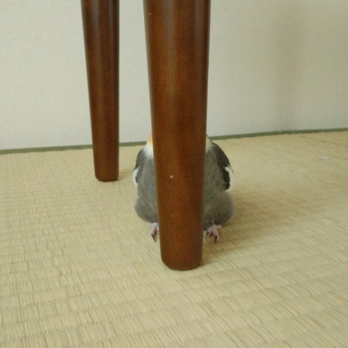 becausebirds:hiyoko-photo:うちのオカメインコ。机の脚に隠れたりするの。(はみ出てるけど。笑)inconspicuous