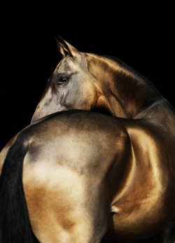 fskatulla:  toucan-mmi:  Cheval  Beautiful